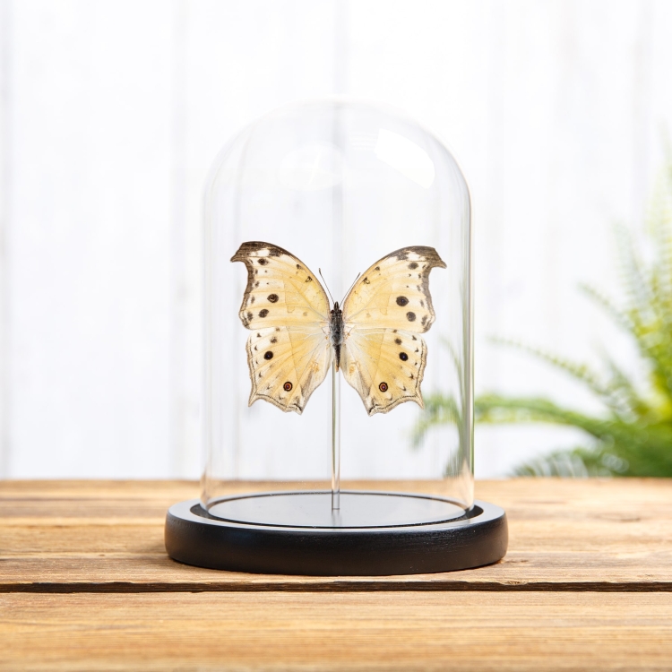 Forest Mother-Of-Pearl Yellow-form Butterfly In Glass Dome (Salamis parhassus)