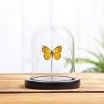 Minibeast African Golden Arab Butterfly In Glass Dome (Colotis aurigineus)