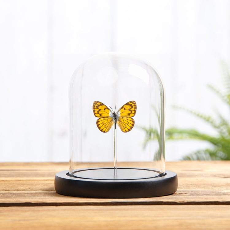 African Golden Arab Butterfly In Glass Dome (Colotis aurigineus)