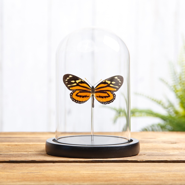 Tropical Milkweed Butterfly In Glass Dome (Lycorea halia) Tropical Milkweed Butterfly In Glass Dome (Lycorea halia)