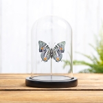 Minibeast The Amazon Beauty Butterfly In Glass Dome (Baeotus amazonicus)