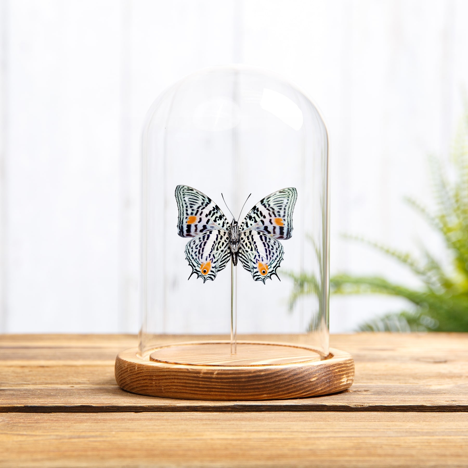 The Amazon Beauty Butterfly In Glass Dome (Baeotus amazonicus) The Amazon Beauty Butterfly In Glass Dome (Baeotus amazonicus)