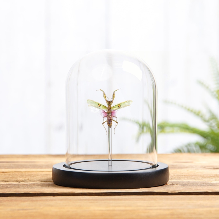 Jewelled Flower Mantis In Glass Dome (Creobroter gemmatus)