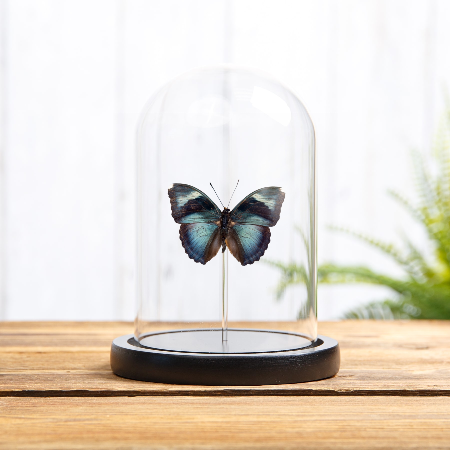 Minibeast Euphaedra cyanea Butterfly In Glass Dome from Africa
