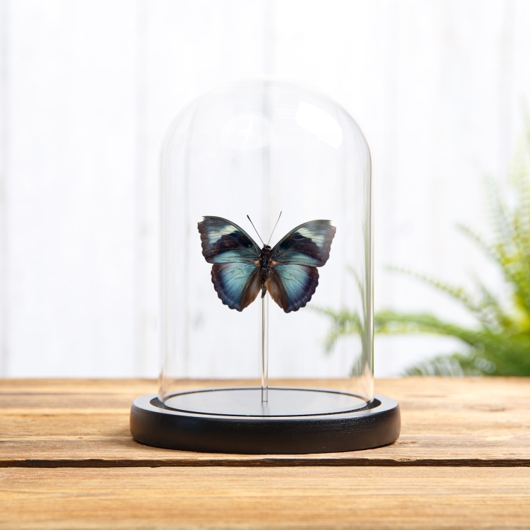Euphaedra cyanea Butterfly In Glass Dome from Africa