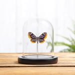Minibeast Stalachtis phaedusa Butterfly In Glass Dome from Brazil