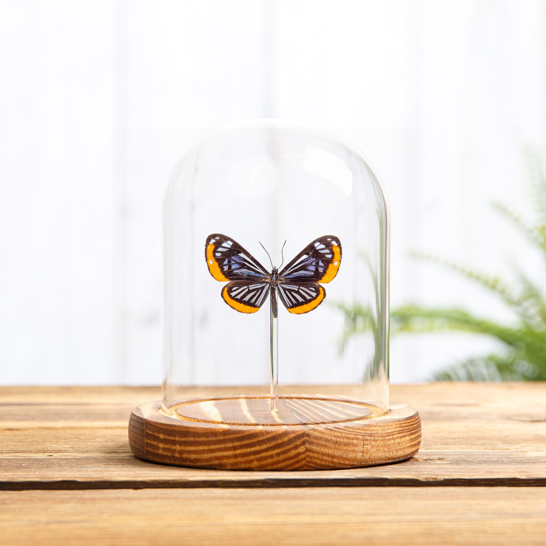 Stalachtis phaedusa Butterfly In Glass Dome from Brazil Stalachtis phaedusa Butterfly In Glass Dome from Brazil