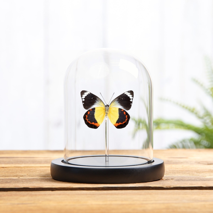 Delias Butterfly In Glass Dome (Delias timorensis)