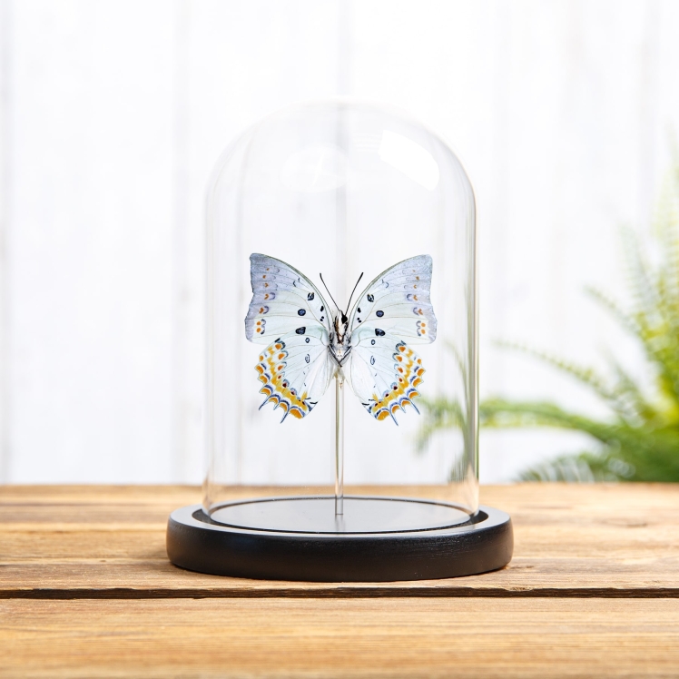 Jewelled Nawab Butterfly In Glass Dome (Polyura delphis) Jewelled Nawab Butterfly In Glass Dome (Polyura delphis)