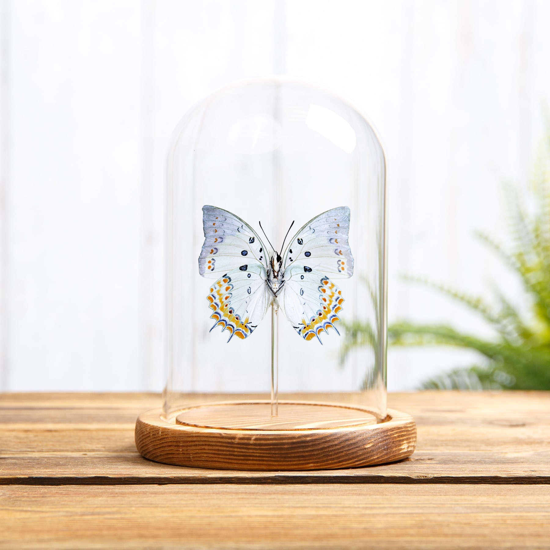 Jewelled Nawab Butterfly In Glass Dome (Polyura delphis) Minibeast Jewelled Nawab Butterfly In Glass Dome (Polyura delphis)