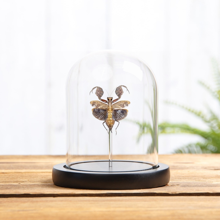 Boxer Praying Mantis In Glass Dome (Astyliasula major) Boxer Praying Mantis In Glass Dome (Astyliasula major)