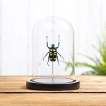 Minibeast Four Spot Flower Beetle In Glass Dome (Jumnos ruckeri)