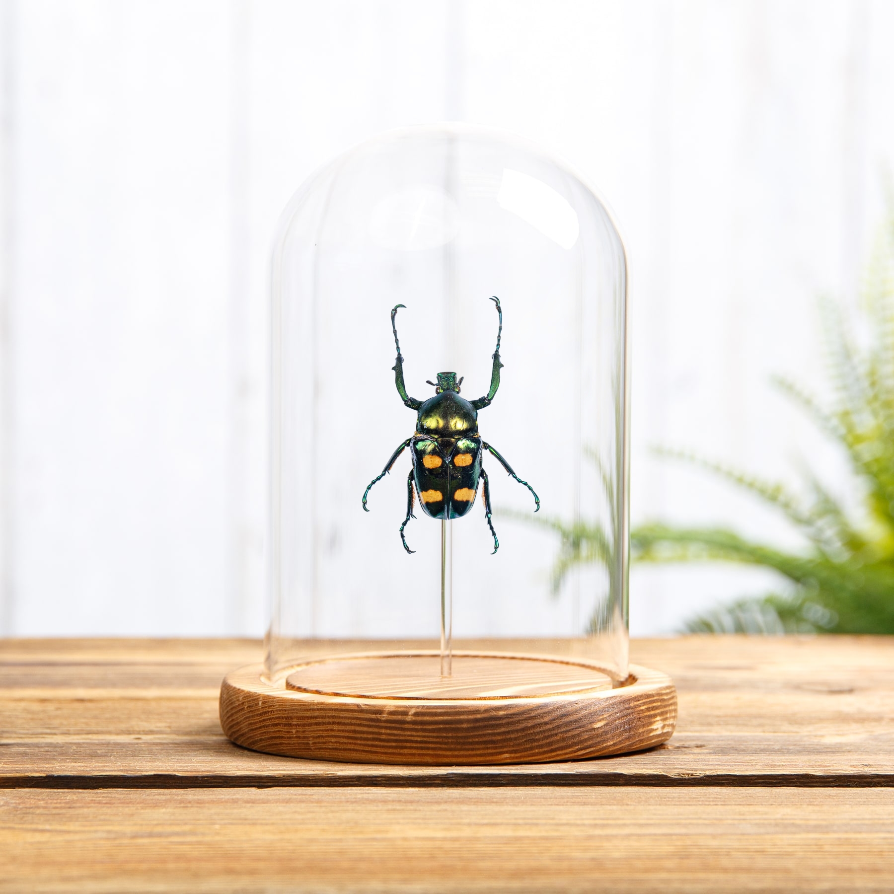 Four Spot Flower Beetle In Glass Dome (Jumnos ruckeri)