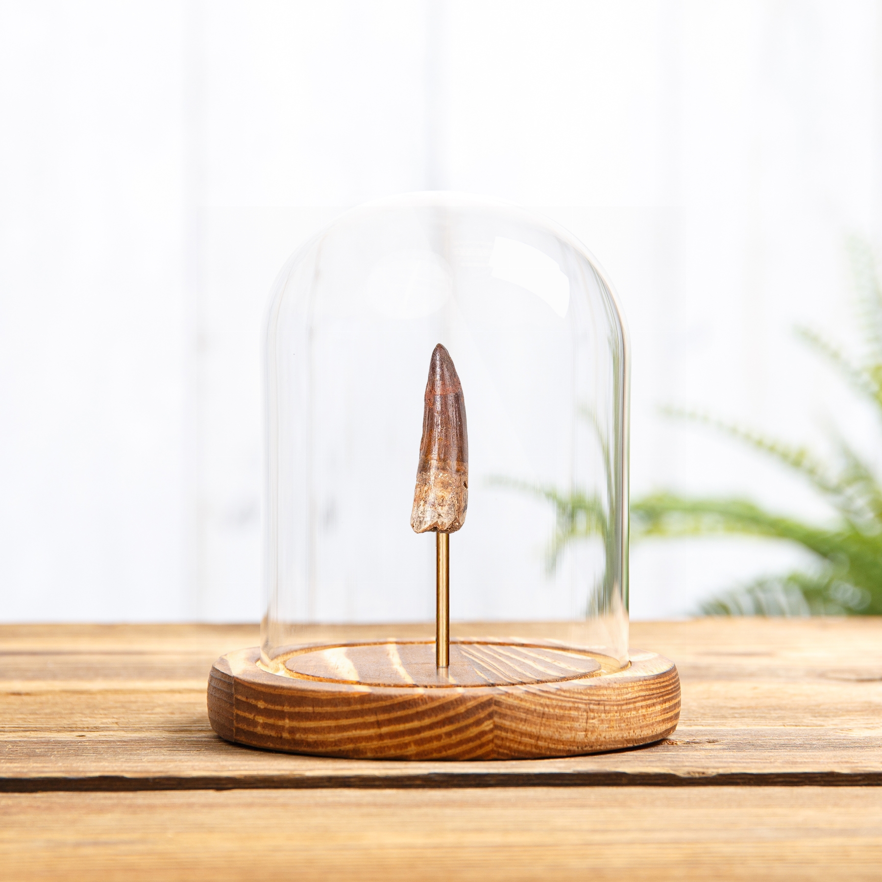 Small Spinosaurus Dinosaur Tooth Fossil In Glass Dome (Spinosaurus aegyptiacus)