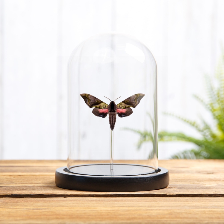 Rare Elwes' Pink & Green Hawk Moth In Glass Dome (Anambulyx elwesi)