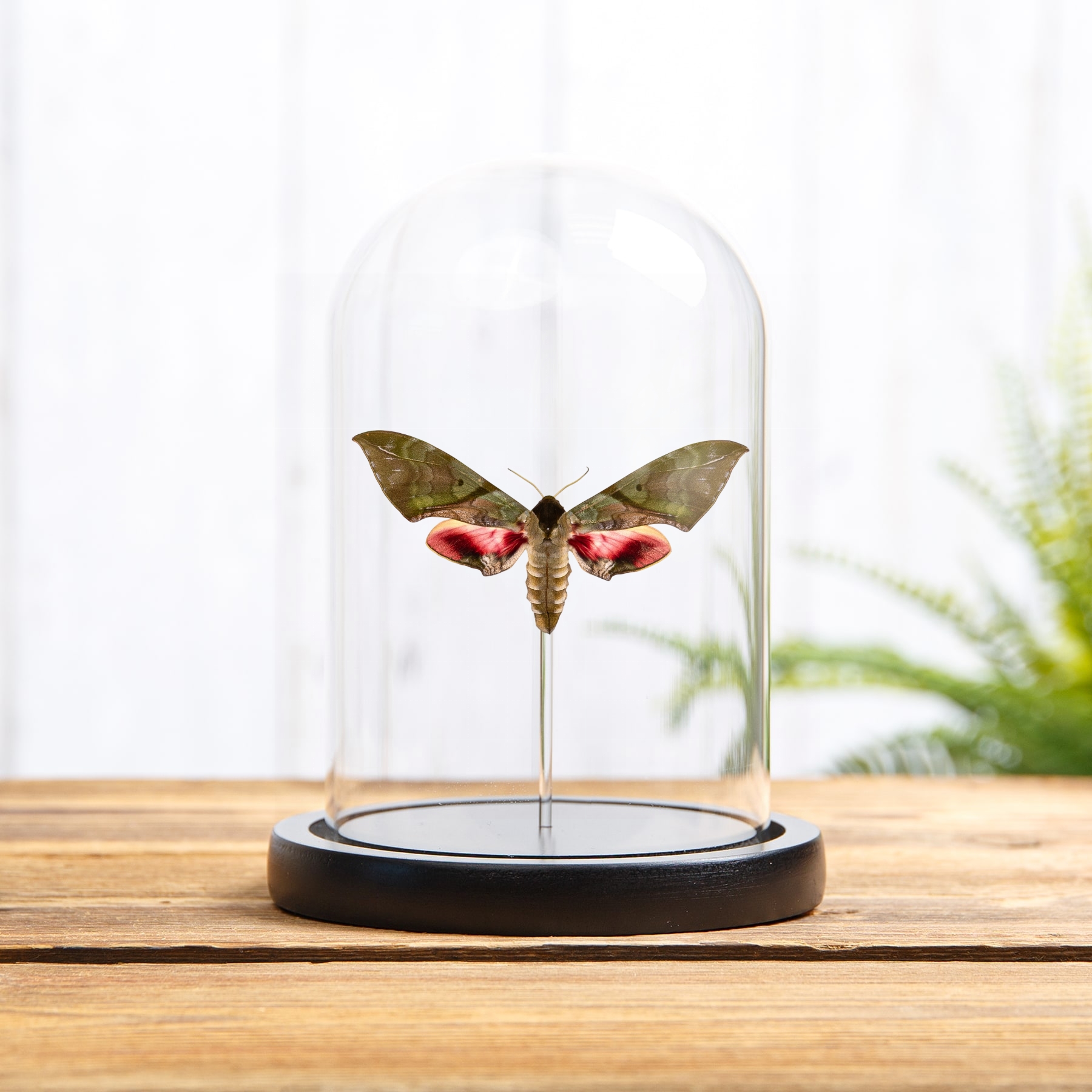 Minibeast Large Pink & Green Hawk Moth In Glass Dome (Callambulyx rubricosa)