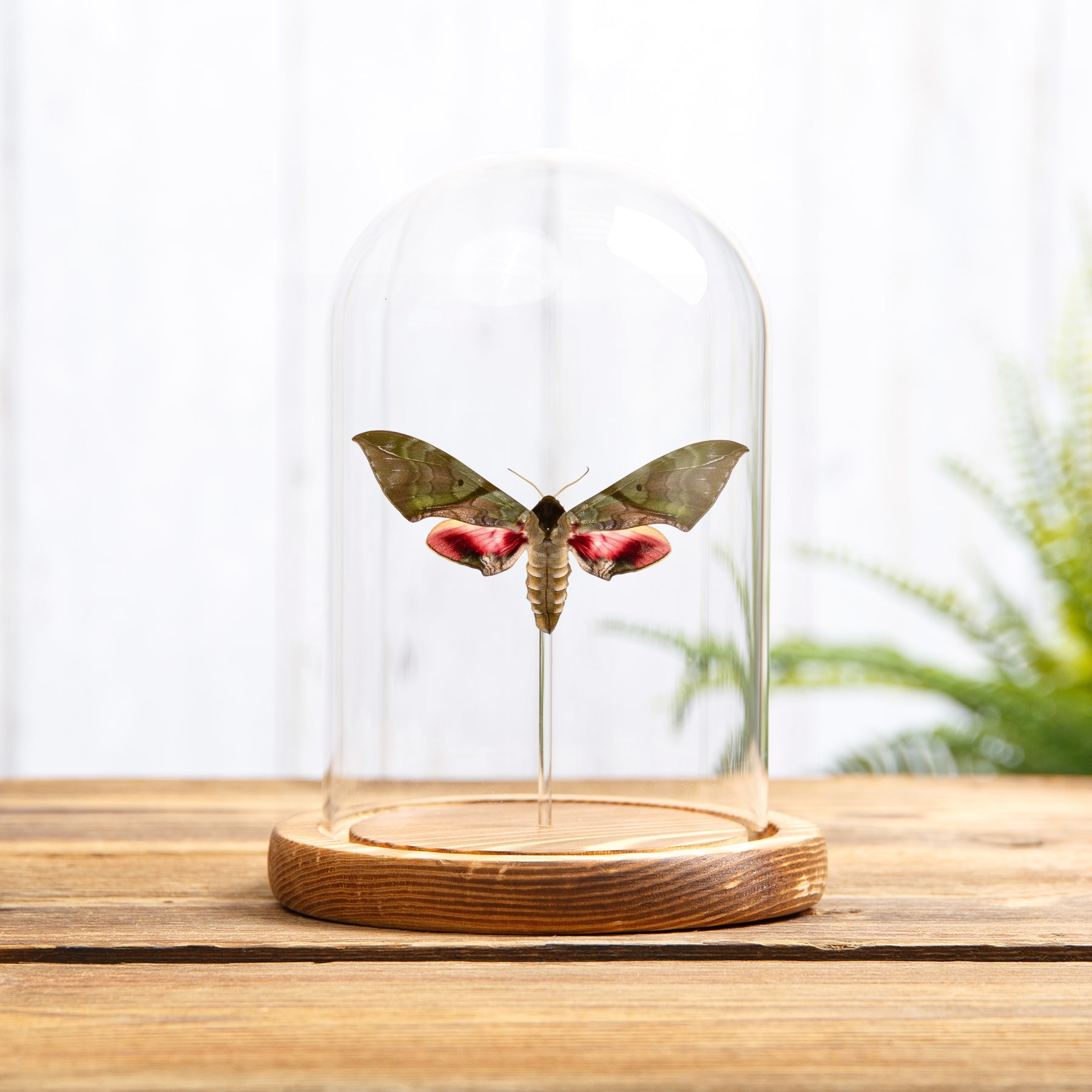 Minibeast Large Pink & Green Hawk Moth In Glass Dome (Callambulyx rubricosa)