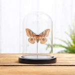 Minibeast Hutton's Emperor Moth In Glass Dome (Neoris shadulla)