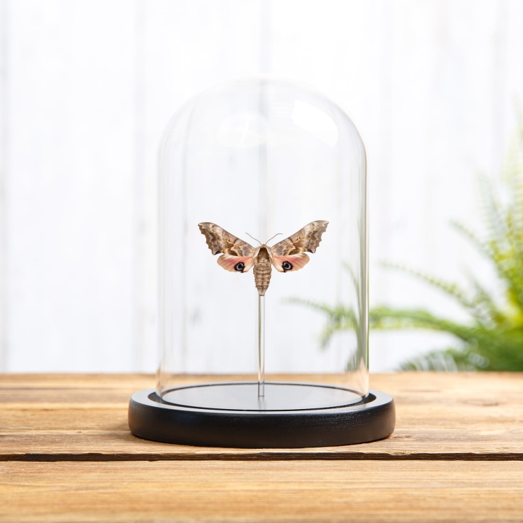 One-eyed Sphinx Moth In Glass Dome (Smerinthus cerisyi) One-eyed Sphinx Moth In Glass Dome (Smerinthus cerisyi)