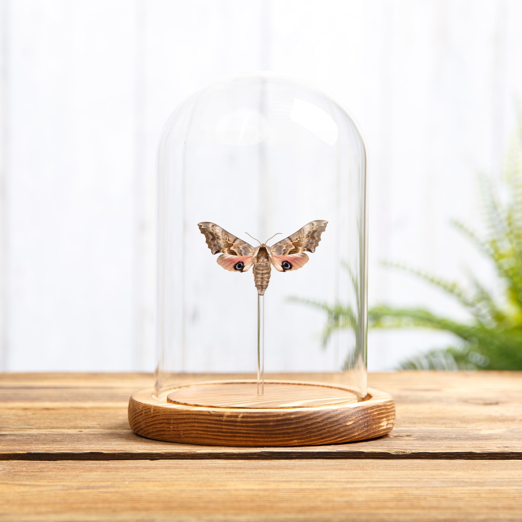 Minibeast One-eyed Sphinx Moth In Glass Dome (Smerinthus cerisyi)