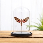 Minibeast Achemon Sphinx Moth In Glass Dome (Eumorpha achemon)