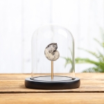 Minibeast Whole Rough Goniatite Ammonite In Glass Dome (Goniatitida sp)