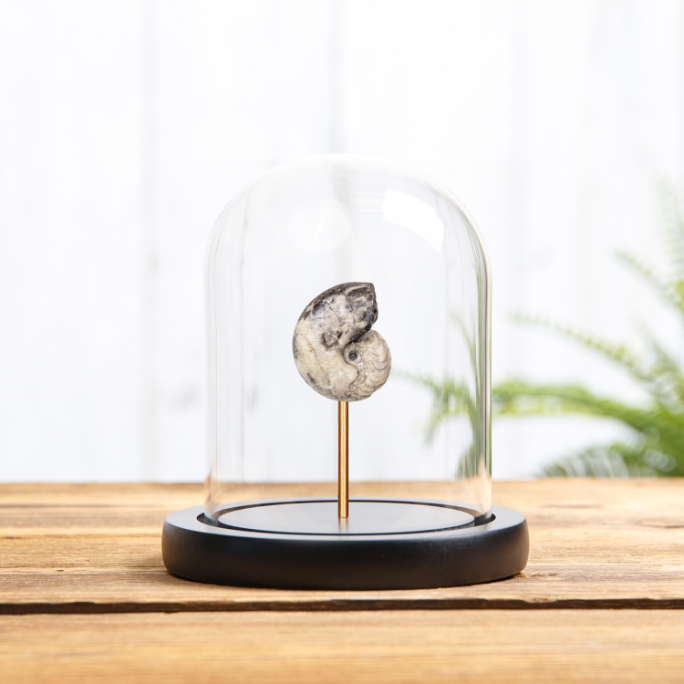 Whole Rough Goniatite Ammonite In Glass Dome (Goniatitida sp)