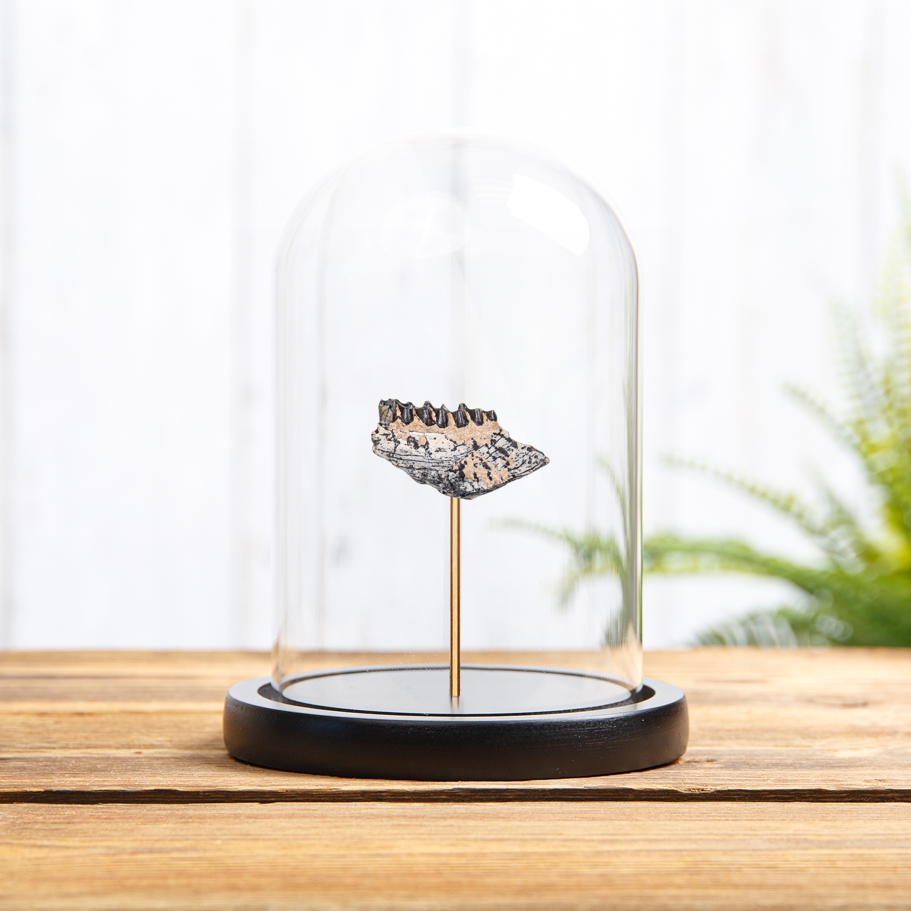 Minibeast Horse Jaw Fossil In Glass Dome (Mesohippus bairdi)