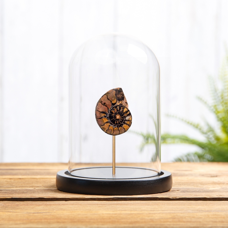 Hematite Ammonite In Glass Dome (Cleoniceras sp)