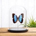 Minibeast Helenor Blue Morpho Butterfly In Glass Dome (Morpho helenor violaceus)