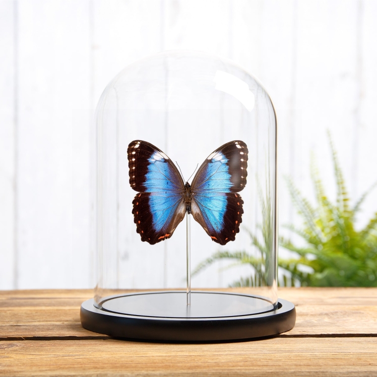 Helenor Blue Morpho Butterfly In Glass Dome (Morpho helenor violaceus) Helenor Blue Morpho Butterfly In Glass Dome (Morpho helenor violaceus)