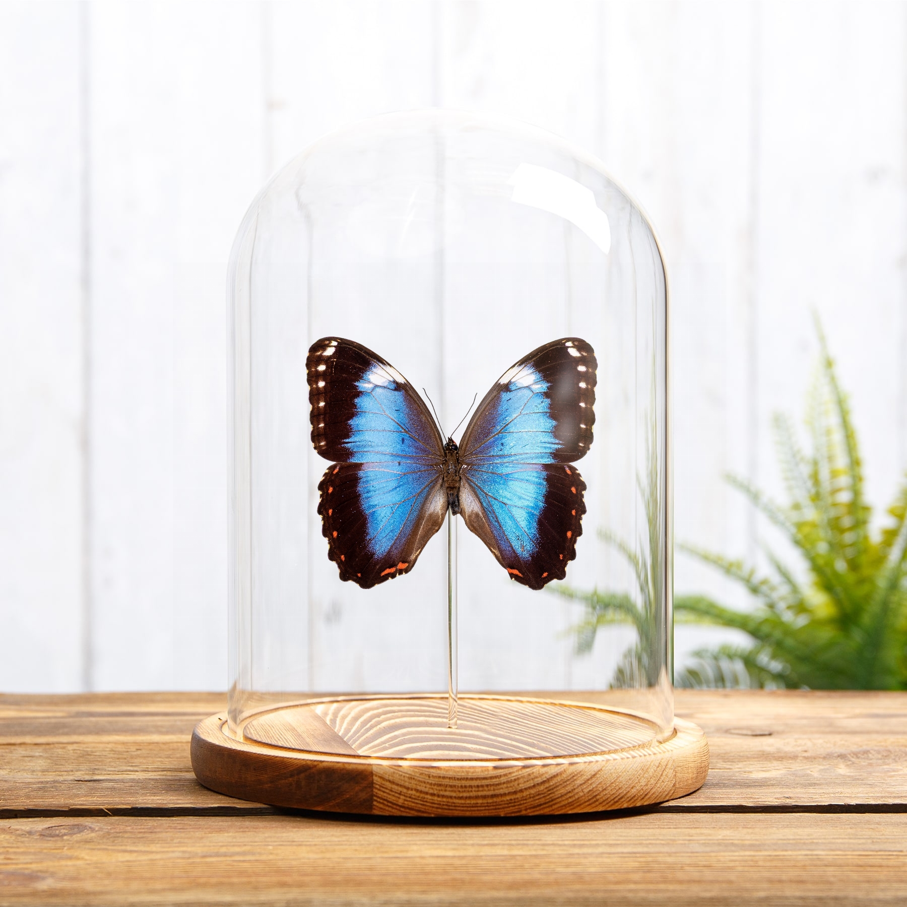 Helenor Blue Morpho Butterfly In Glass Dome (Morpho helenor violaceus)
