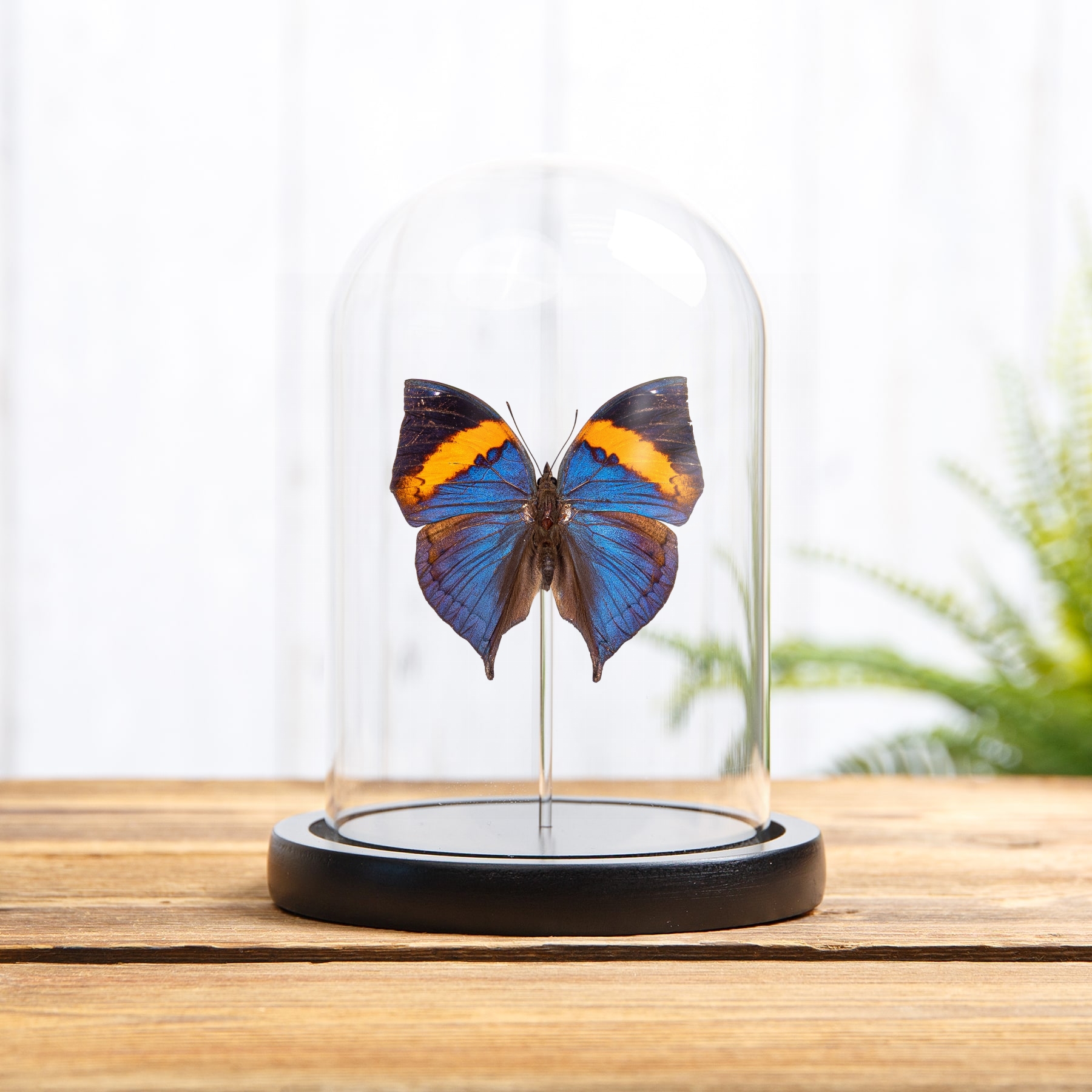 Minibeast Peninsular Malaya Leaf Butterfly In Glass Dome (Kallima limborgii)