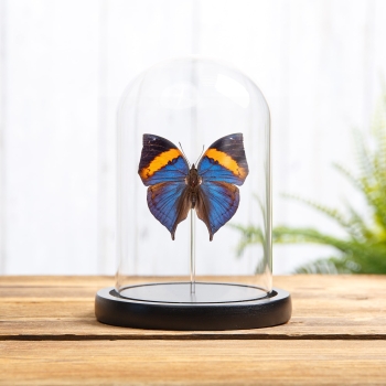 Peninsular Malaya Leaf Butterfly In Glass Dome (Kallima limborgii)