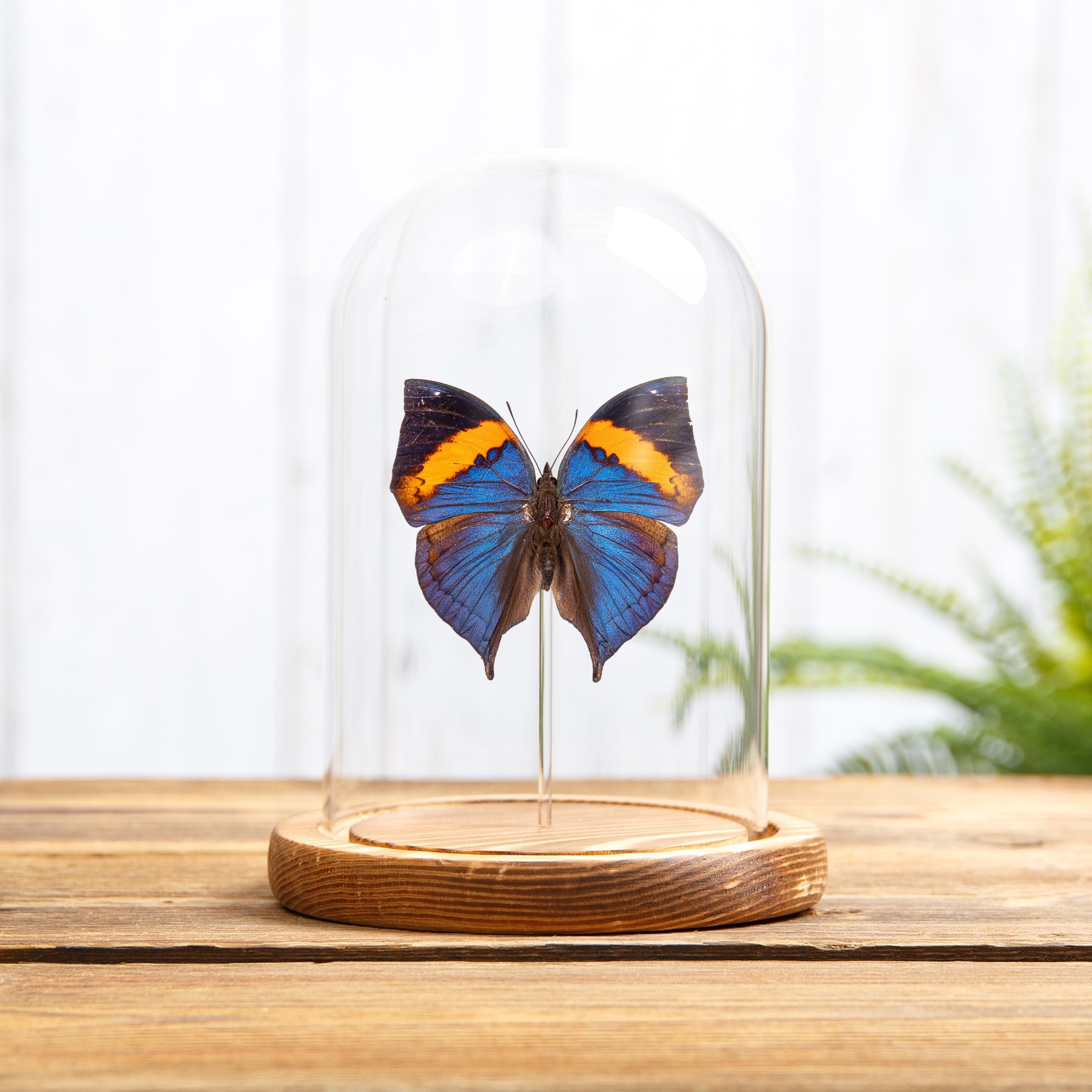 Minibeast Peninsular Malaya Leaf Butterfly In Glass Dome (Kallima limborgii)