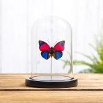 Minibeast Claudina Agrias Butterfly In Glass Dome (Agrias sardanapulis)