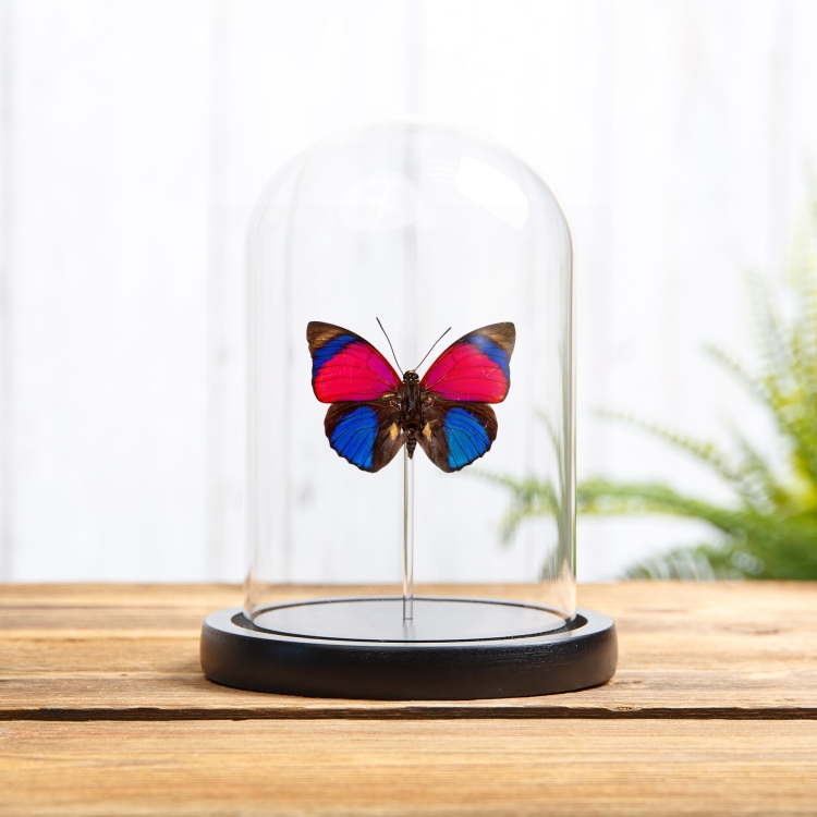 Claudina Agrias Butterfly In Glass Dome (Agrias sardanapulis)