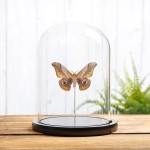 Minibeast Japanese Giant Silkworm Moth In Glass Dome (Saturnia japonica)