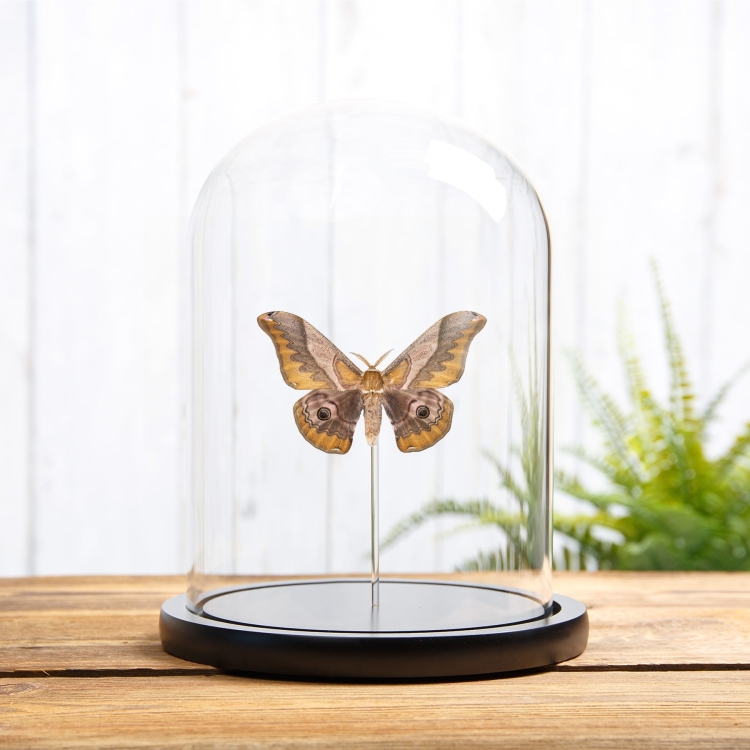 Japanese Giant Silkworm Moth In Glass Dome (Saturnia japonica)