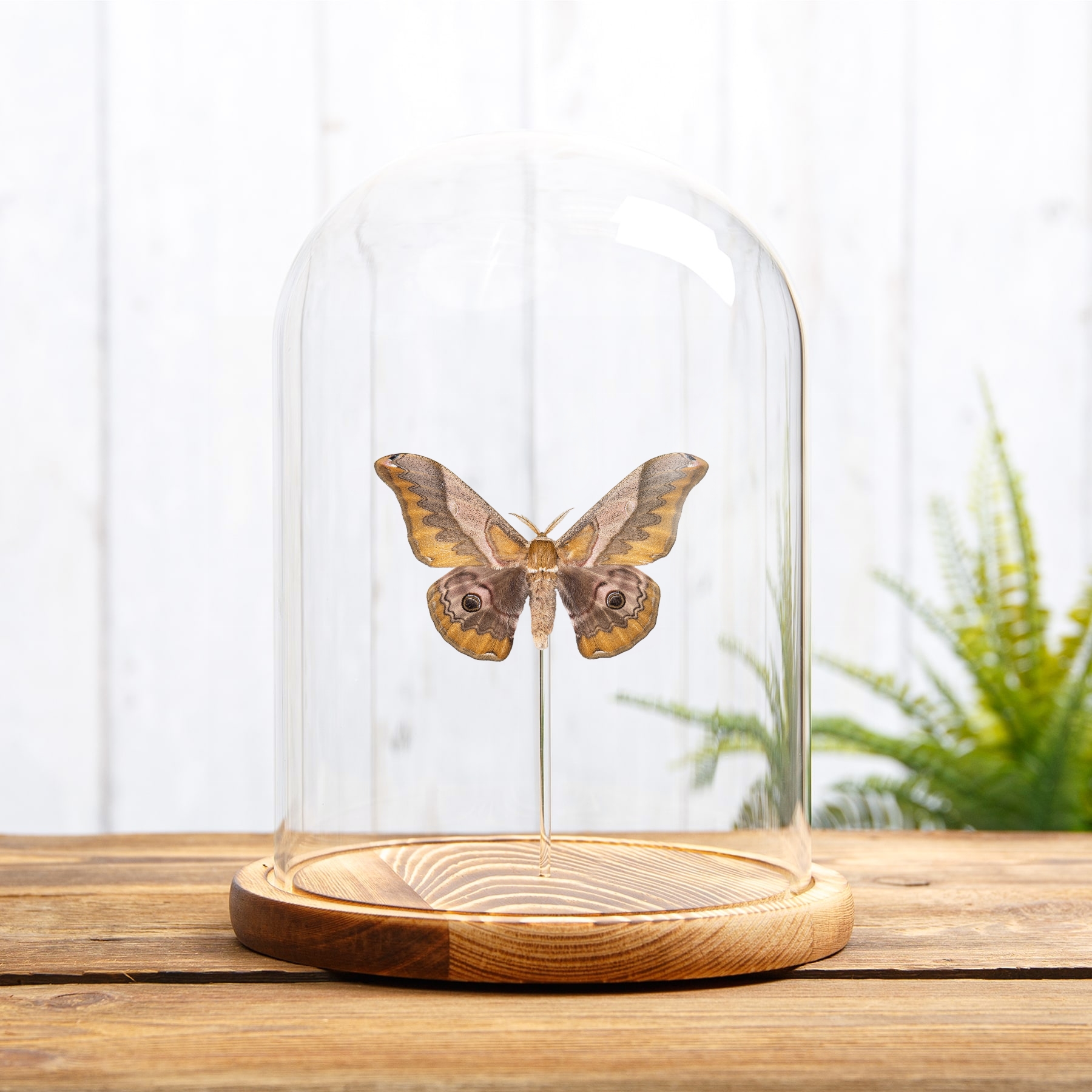 Japanese Giant Silkworm Moth In Glass Dome (Saturnia japonica)