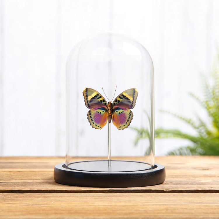Pink Forester Butterfly In Glass Dome with Wooden Base (Euphedras xypete)