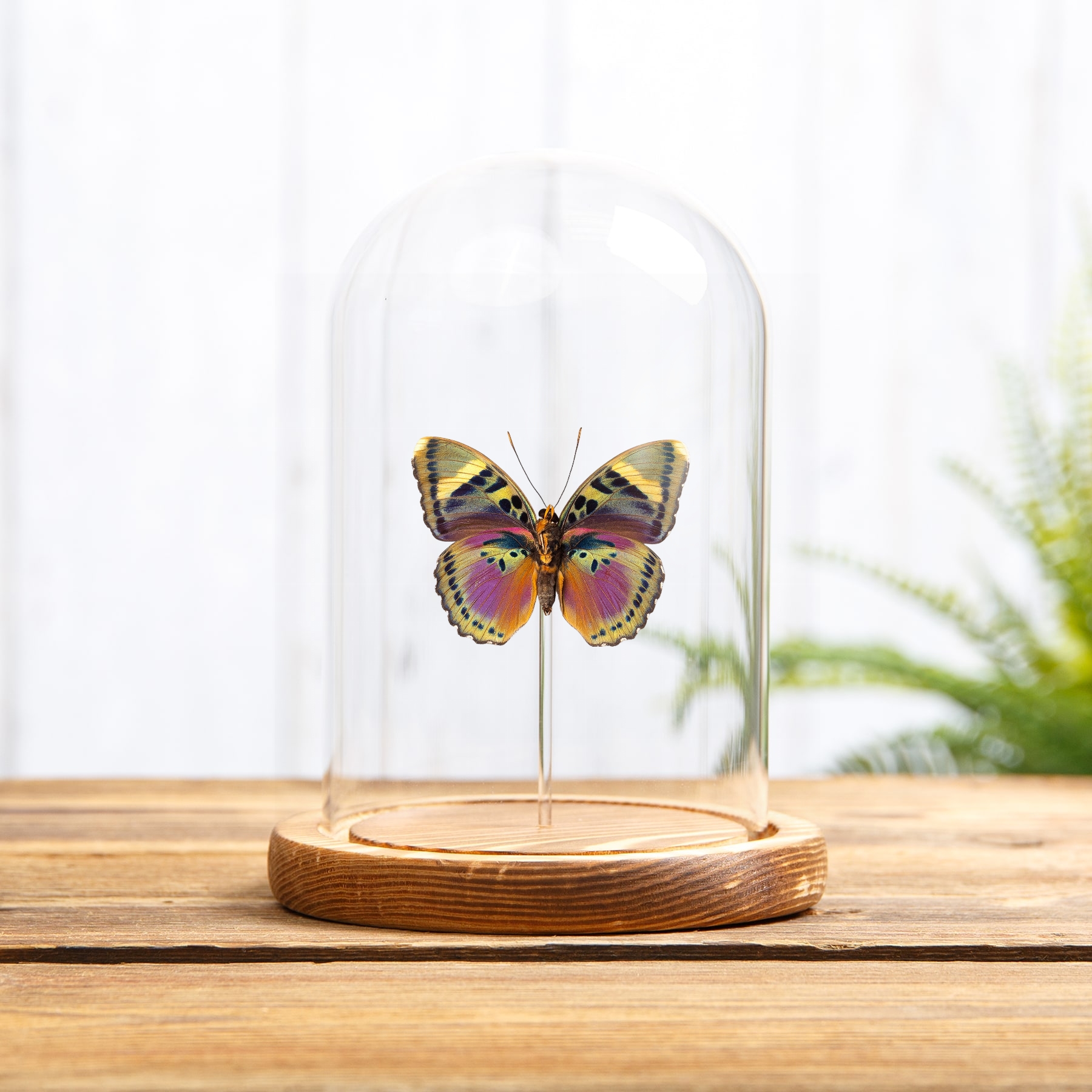 Minibeast Farfalla Forester Rosa in Campana di Vetro con Base in Legno (Euphedras xypete)