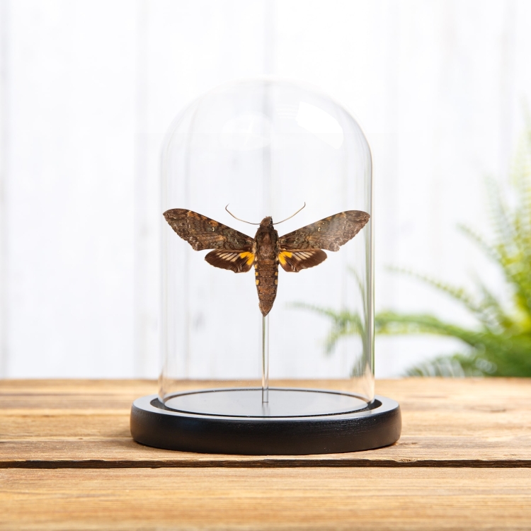 Duponchel's Sphinx Moth In Glass Dome with Wooden Base (Amphonyx duponchel)