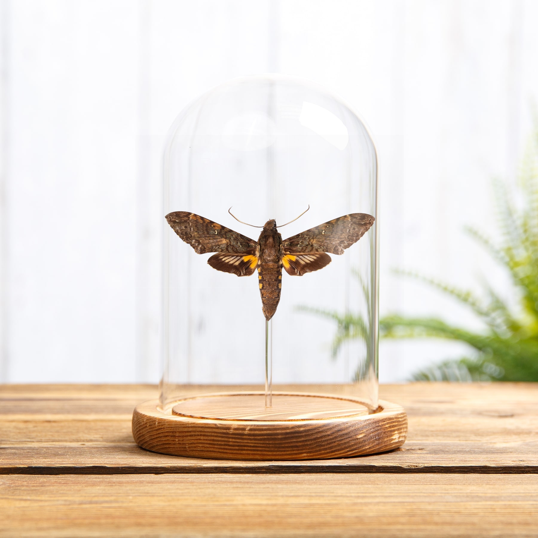Duponchel's Sphinx Moth In Glass Dome with Wooden Base (Amphonyx duponchel) Duponchel's Sphinx Moth In Glass Dome with Wooden Base (Amphonyx duponchel)