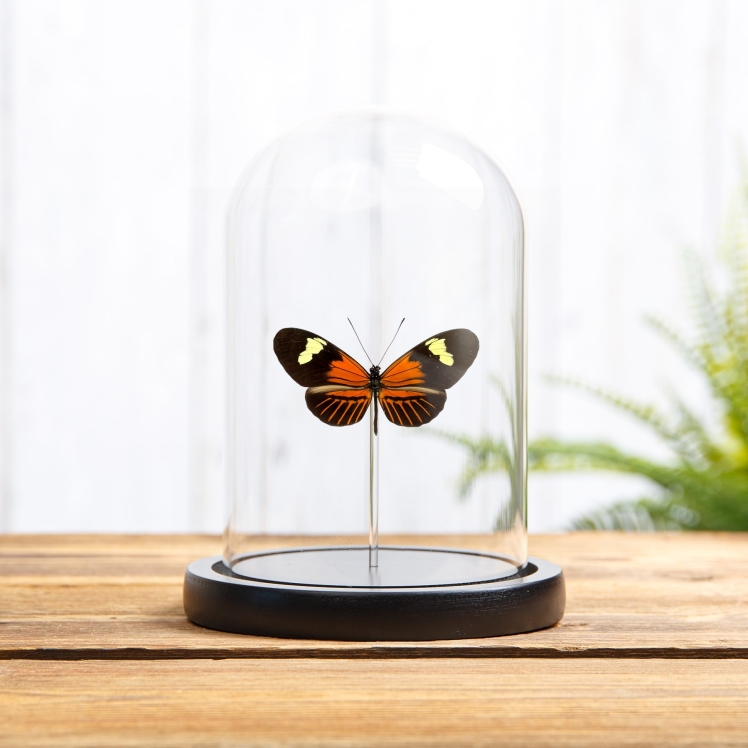 The Postman Butterfly In Glass Dome with Wooden Base (Heliconius melpomene ecuadorensis)