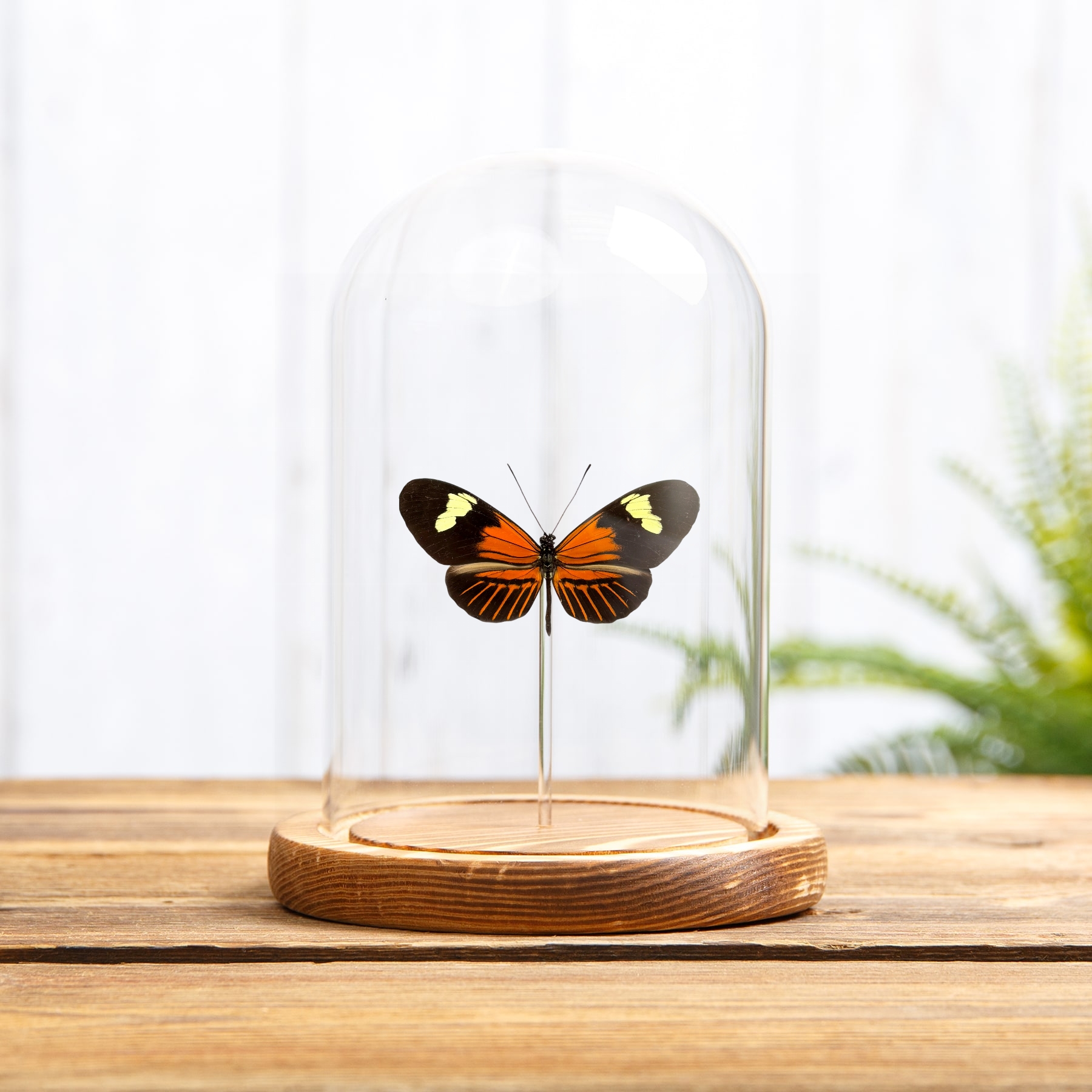 The Postman Butterfly In Glass Dome with Wooden Base (Heliconius melpomene ecuadorensis)