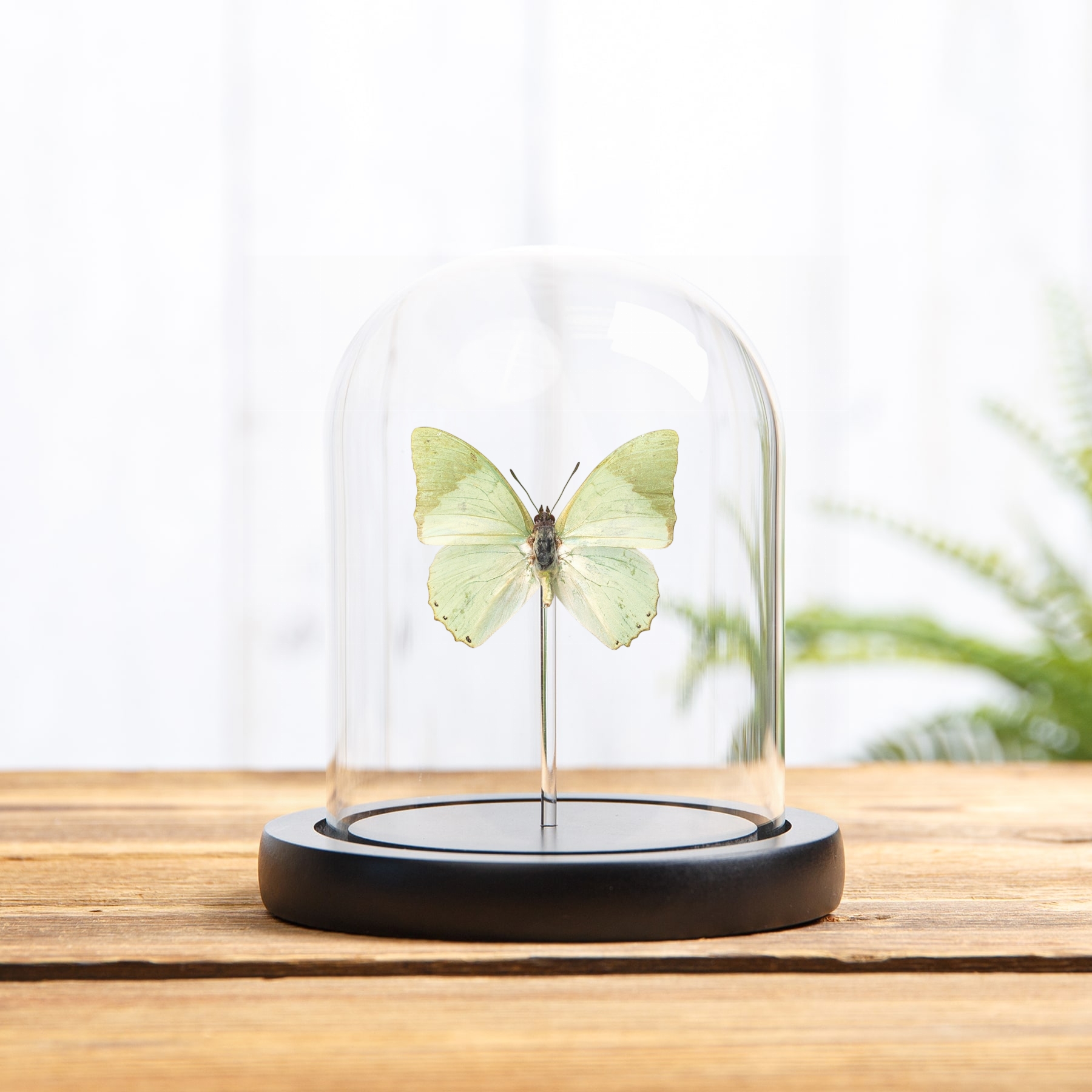 Minibeast Ornate Green Charaxes Butterfly In Glass Dome with Wooden Base (Charaxes subornatus)