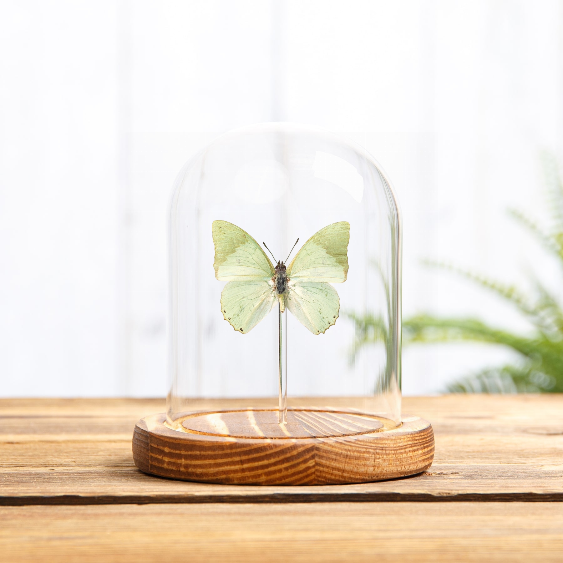 Minibeast Ornate Green Charaxes Butterfly In Glass Dome with Wooden Base (Charaxes subornatus)