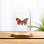 Leucanella viridescens Moth In Glass Dome with Wooden Base from Argentina