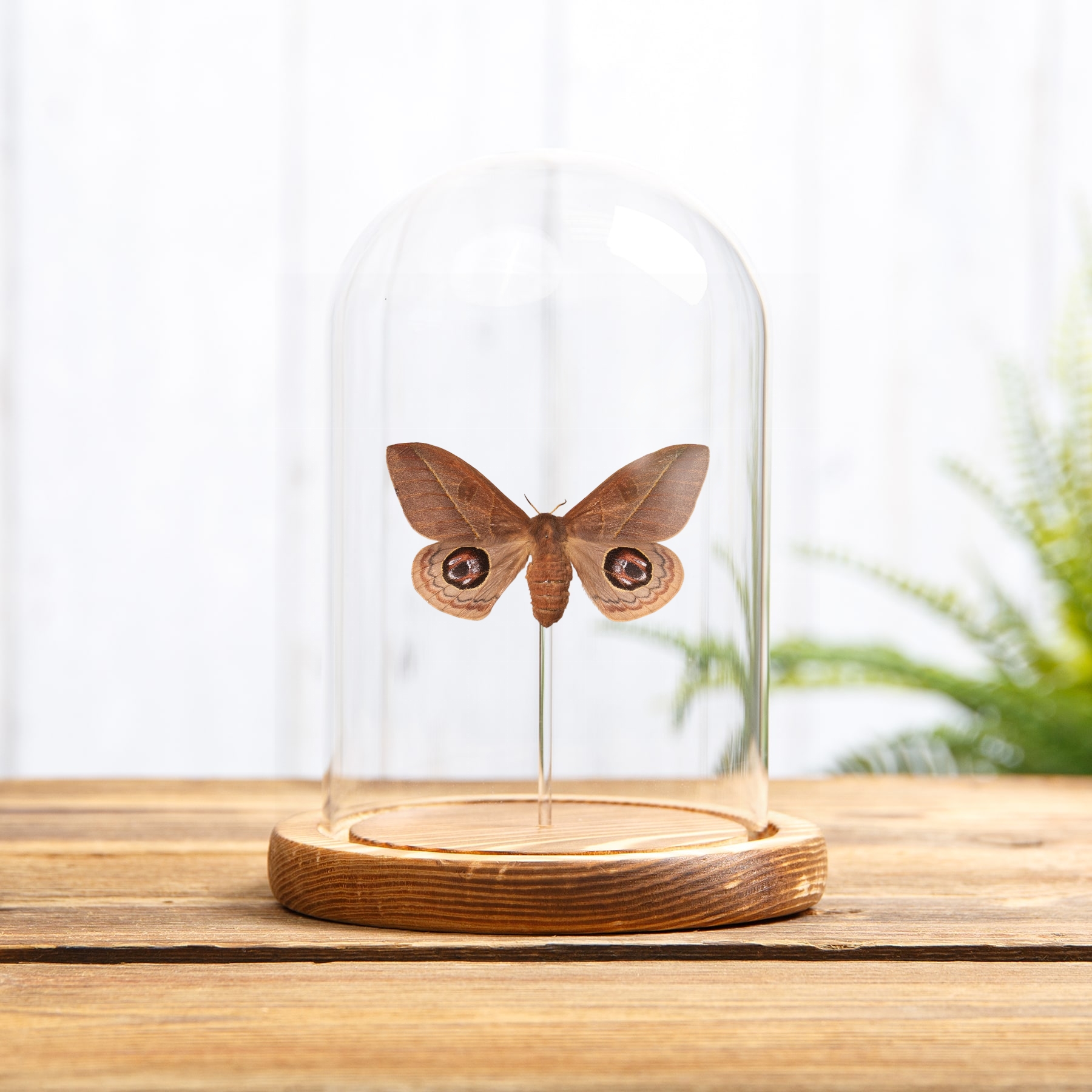 Leucanella viridescens Moth In Glass Dome with Wooden Base from Argentina Leucanella viridescens Moth In Glass Dome with Wooden Base from Argentina